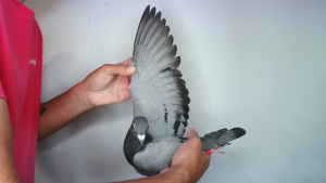 Pigeon image
