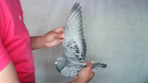Pigeon image