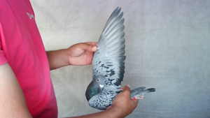 Pigeon image