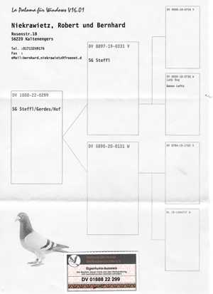 Pigeon image
