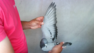 Pigeon image