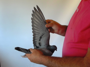 Pigeon image