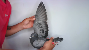 Pigeon image