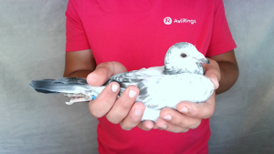 Pigeon image