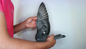 Pigeon image