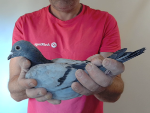 Pigeon image