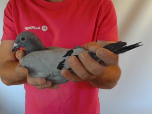 Pigeon image