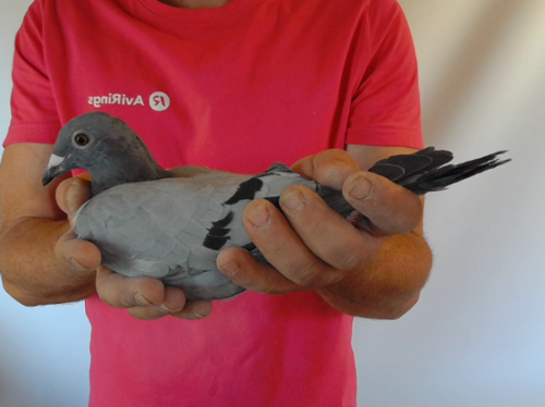 Pigeon image
