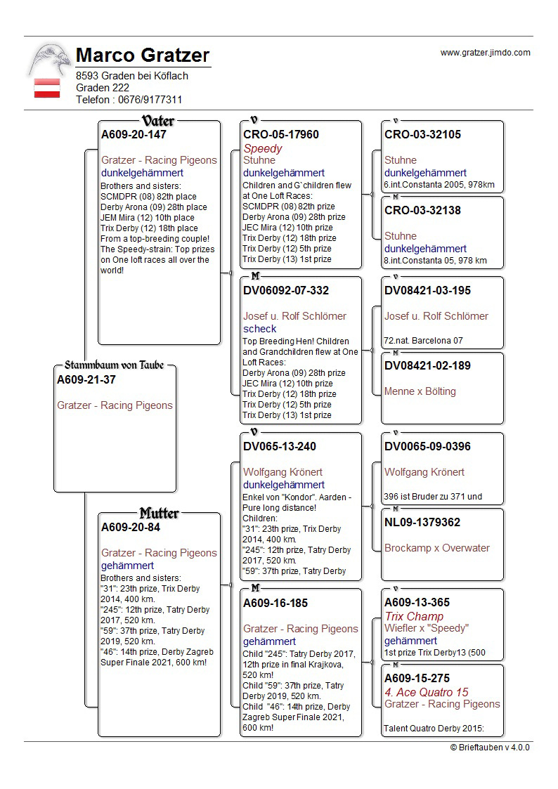 Pigeon pedigree image