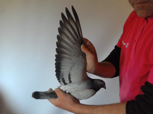 Pigeon image