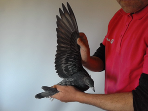 Pigeon image