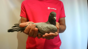 Pigeon image