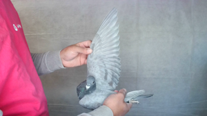 Pigeon image