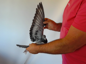 Pigeon image