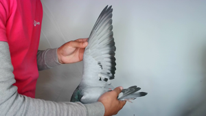 Pigeon image