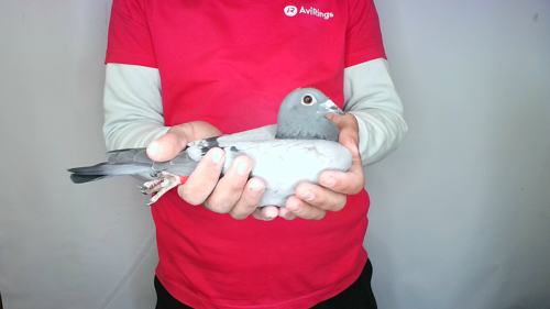 Pigeon image