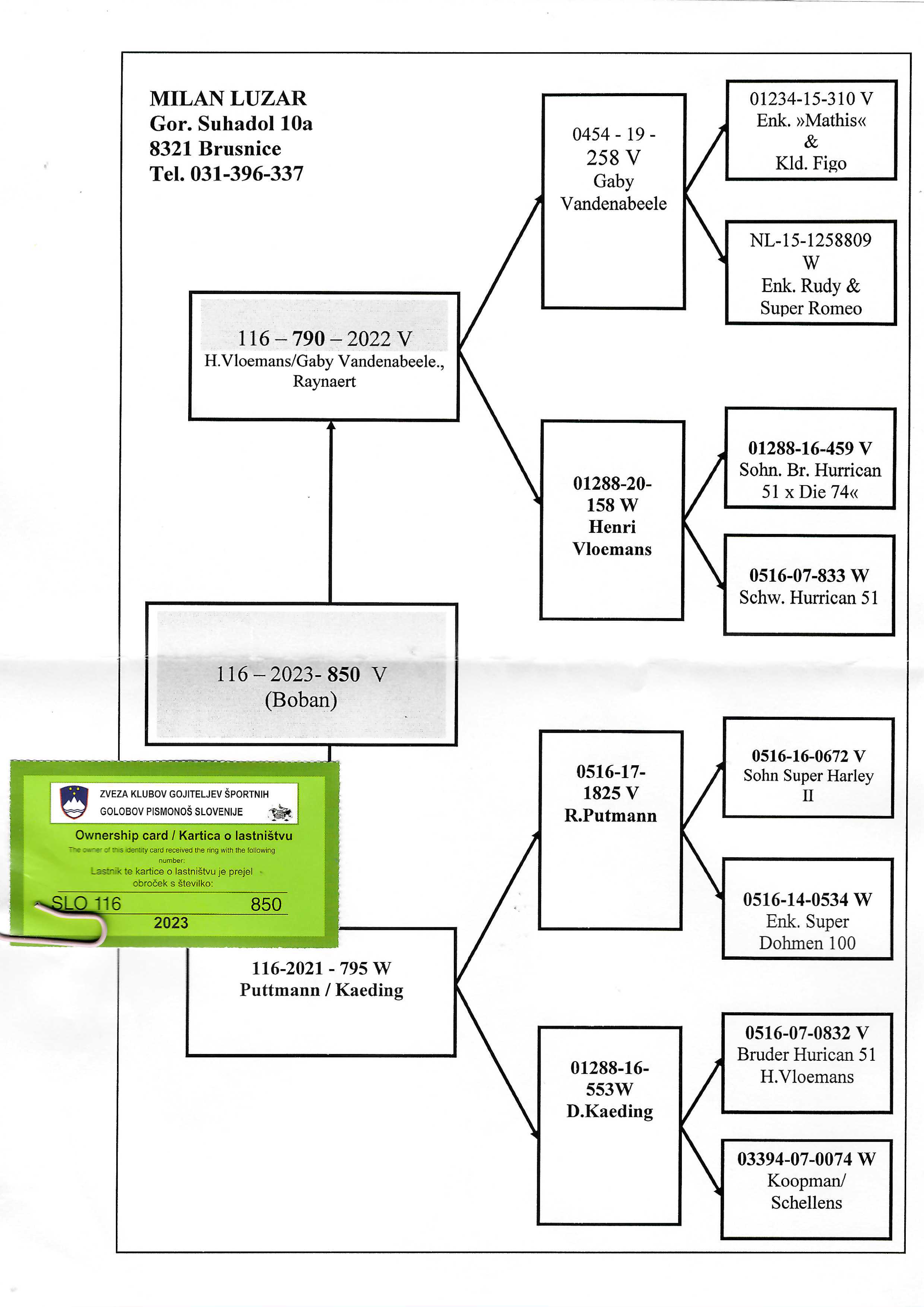 Pigeon pedigree image