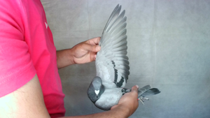 Pigeon image
