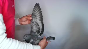 Pigeon image