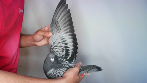 Pigeon image