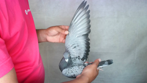 Pigeon image