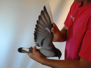 Pigeon image