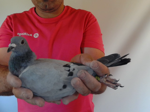 Pigeon image