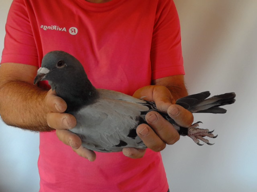 Pigeon image