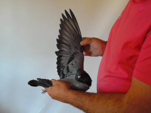 Pigeon image