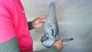 Pigeon image