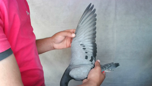 Pigeon image