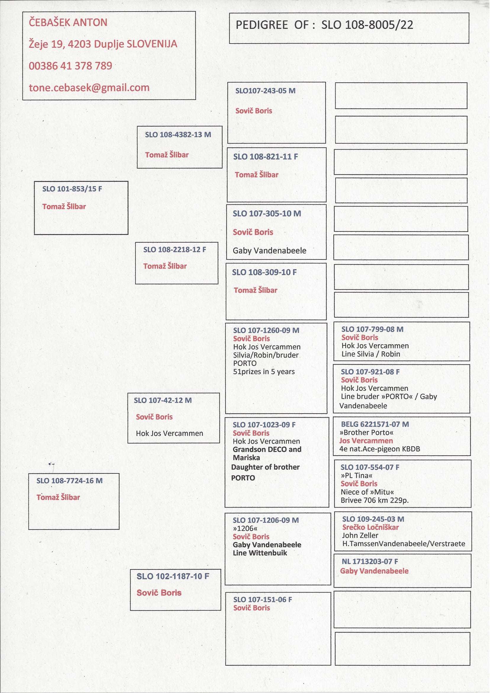 Pigeon pedigree image