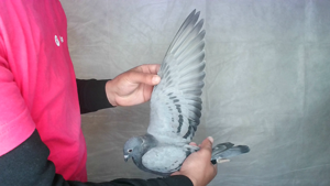 Pigeon image