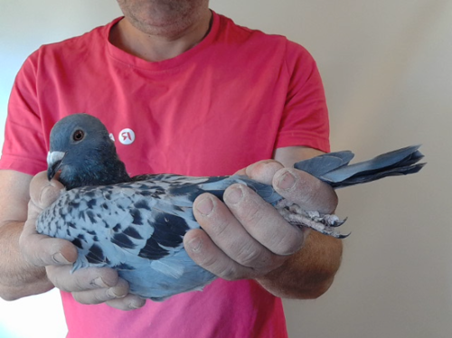 Pigeon image