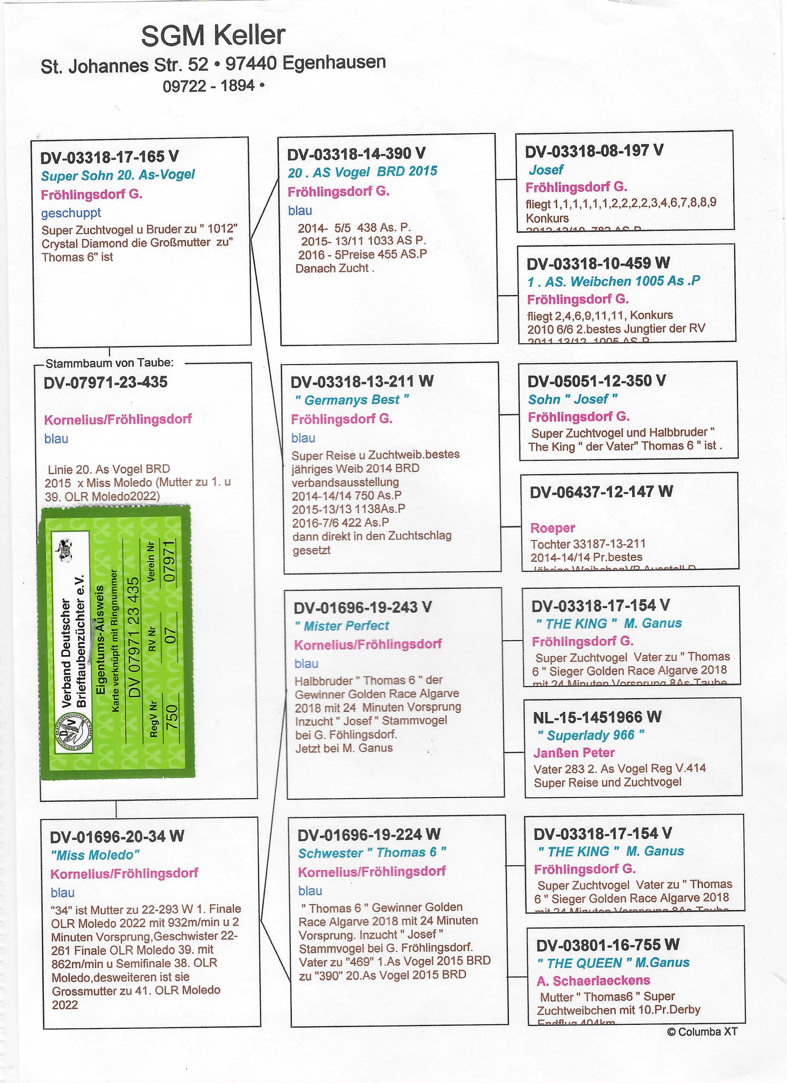 Pigeon pedigree image