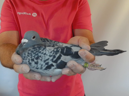 Pigeon image