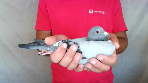 Pigeon image