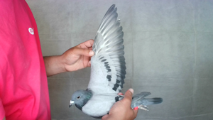 Pigeon image