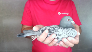Pigeon image