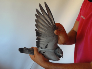 Pigeon image