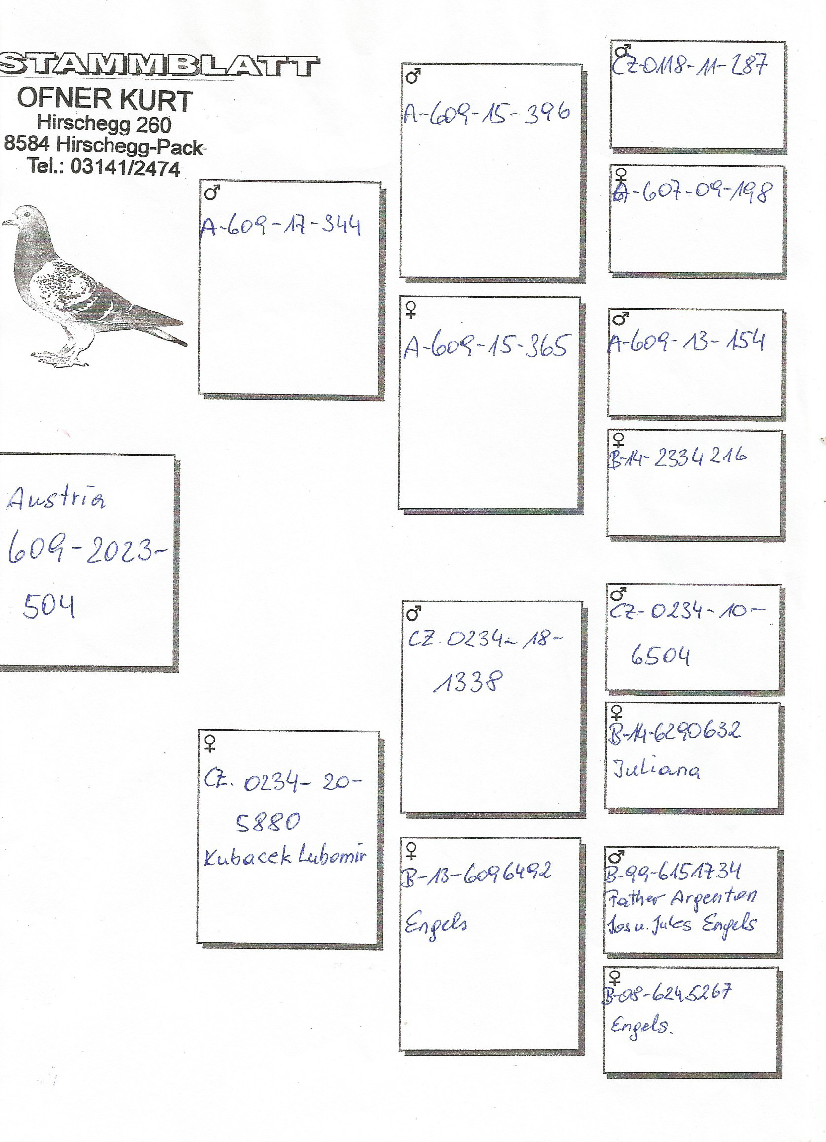 Pigeon pedigree image