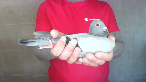Pigeon image