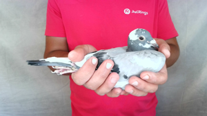 Pigeon image