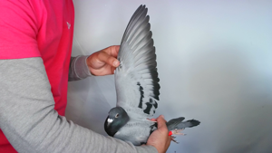 Pigeon image