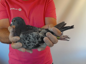 Pigeon image