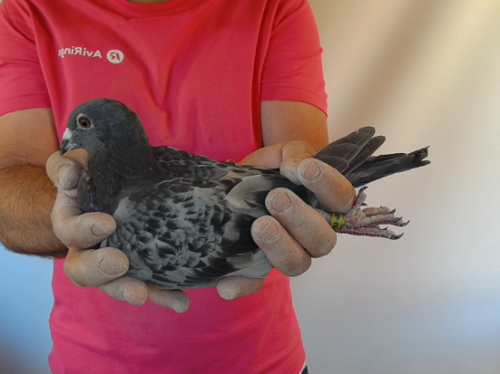 Pigeon image