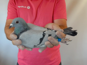 Pigeon image