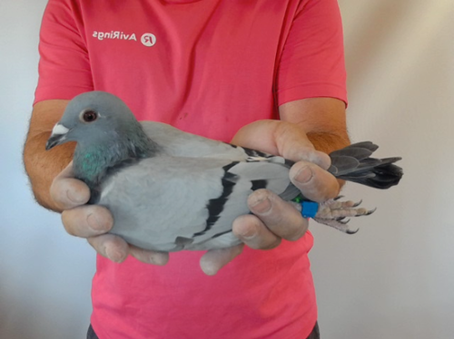 Pigeon image