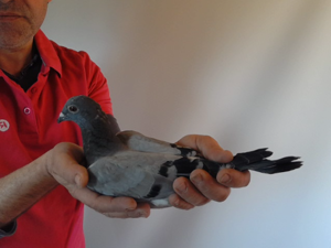 Pigeon image