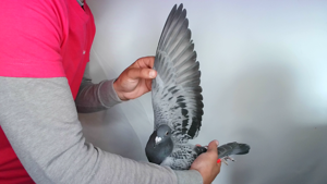 Pigeon image